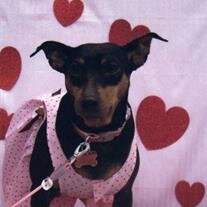 Roxy Pelkey