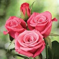 Katherine Bush "Jo"  Reed