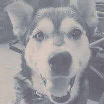 Maverick  Solomon 