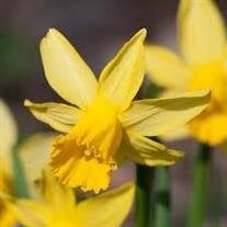 Ampelio Badillo Castanon