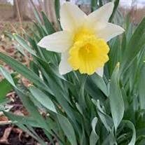 Meridith Reid Carpman