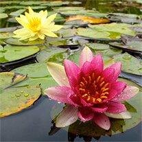Dorothy M. Vander Velde