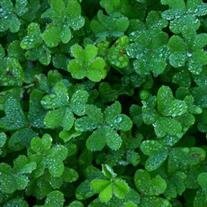 Jose Luis Cuevas Aguilar