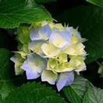 Lois Elizabeth Taylor Bartlett