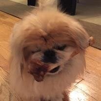 Puff Fung