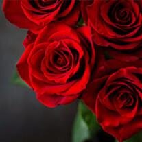 Rose Ann Lewis