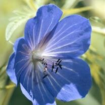 Florence Heines Bloom