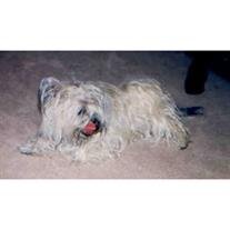 Pepper