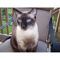 Otis