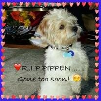 Pippen Hutchinson
