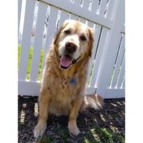 Buddy Wall