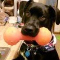 Harley