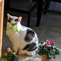 Patches Naleway