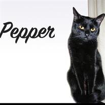 Pepper Tapang