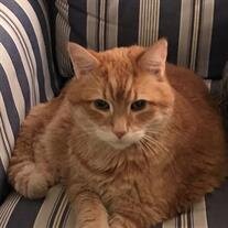 Orange Kitty (Abraham)