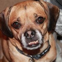 Dax Bubba Hawkes