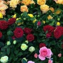 Marie Stowell Blackledge