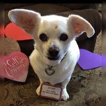 Wishbone Petros