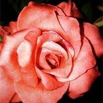 Irene Geneva  Brown (Holland)