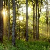 Forrest  Sine