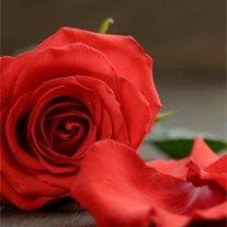 Alourdes  Florestal