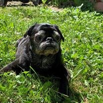 Pepper Evins