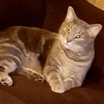 Linx Mason