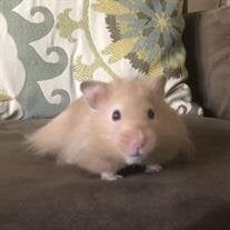 Pants Bosco