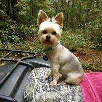 Sir Harley Man Allen