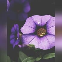 Joyce Elain Hawkins