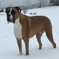 Diesel Allen