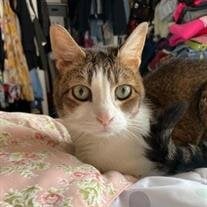 Kitty Bratton