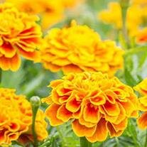 Jacqueline T. DeBarros