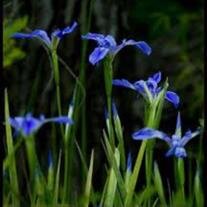 Georgette Ann Fritz