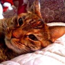 Kitty Biason