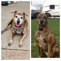 Cheyanne "Boxer" Smith
