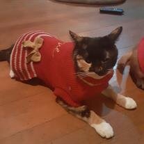 Callie "Spikey Cat" Shanks