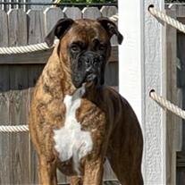 Maximus King
