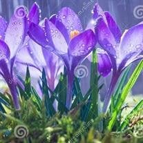 April Noel Harmom