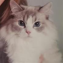 Fluffy Koons