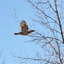 Jeffrey Alan Tibbits