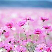Carol Ann Fitzgerald