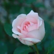 Mrs. Doris J. Moore