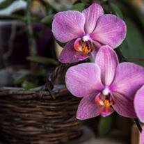 Gail Elsie Cusick