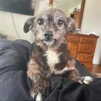 Pixie Beresford