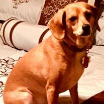 Duchess Papay