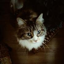 Princess Jenkins