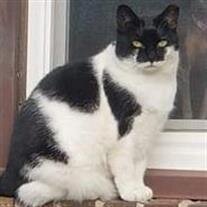 Kitty Farkas