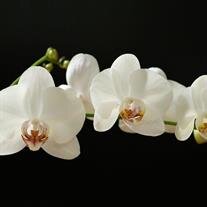 Janet Walz