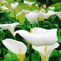David Ray Whiteaker
